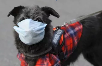 Φιλοζωϊκή Ομοσπονδία: Tι πραγματικά ισχύει για τα ζώα και τον κορωνοϊό