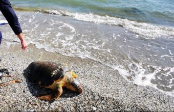 Νεκρές χελώνες Καρέτα- Καρέτα σε Λέσβο και Παλαιά Φωκαία