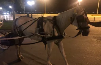 απαγόρευση κυκλοφορίας