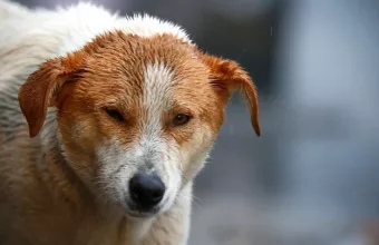 SOS από την ΓΓΠΠ: Προστατέψτε τα ζώα - Έρχονται ακραία καιρικά φαινόμενα 
