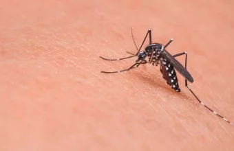 Ιός Δυτικού Νείλου