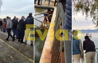 Θεοφάνεια: Εσπευσμένα στο ΚΑΤ ο νεαρός από την Εύβοια που βούτηξε για τον σταυρό και τραυματίστηκε