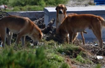 Σύλληψη 50χρονου στη Θεσσαλονίκη: Επιτέθηκε σε αδέσποτα σκυλιά