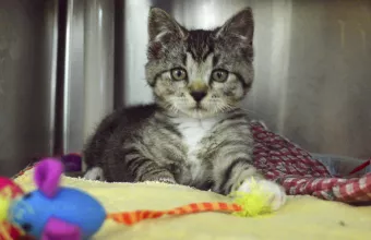 Παρέμβαση Θεοδωρικάκου για το περιστατικό με το γατάκι που κλώτσησε νεαρός - Κινδυνεύει με 50.000 ευρώ πρόστιμο