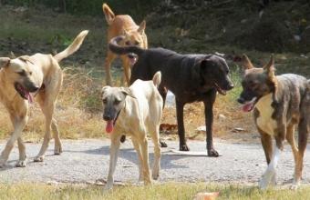 Αργός και βασανιστικός θάνατος για αδέσποτα στο κυνοκομείο Σπάρτης- Οι καταγγελίες φιλοζωικής 