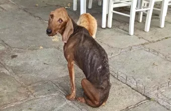 Όσο αποκαλείτε τη στείρωση ακρωτηριασμό, τόσο οι φόλες θα γίνονται μονόδρομος και η ευθανασία λύση
