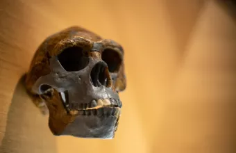 Πότε οι πρόγονοι του ανθρώπου απέκτησαν σύγχρονο εγκέφαλο- Το ορόσημο του Homo erectus