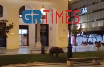 Αγριογούρουνα: Αναισθητικά όπλα θέλει ο δήμος Θεσσαλονίκης - Το αίτημα στο Δασαρχείο
