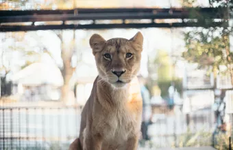 Lion