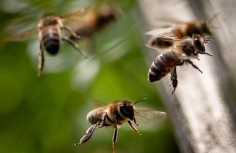 Οι μέλισσες «ουρλιάζουν» όταν δέχονται επίθεση από σφήκες-Τι έδειξε νέα μελέτη