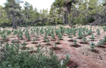 Με drones εντοπίστηκαν φυτείες δενδρυλλίων κάνναβης στο Ρέθυμνο