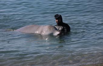 Τι έδειξε η νεκροψία για τα αίτια θανάτου της νεαρής φάλαινας
