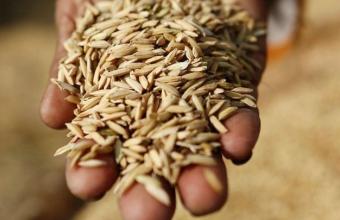 Η κυβέρνηση της Ινδίας απαγόρευσε τις εξαγωγές σιτηρών 