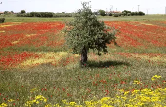 Καιρός: Ανεβαίνει κι άλλο η θερμοκρασία - Καλοκαιρία σε όλη τη χώρα