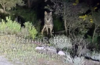 Λύκοι στην παραλία του Αγίου Κωνσταντίνου και στον Θεολόγο στη Φθιώτιδα - Δείτε βίντεο