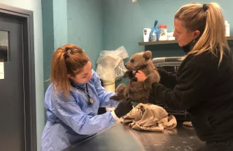 Θωμάς... ο Survivor: Πώς σώθηκε το ορφανό αρκουδάκι που βρέθηκε στη Φλώρινα-Δείτε βίντεο και φωτογραφίες