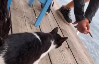 To γατάκι και ο «άνθρωπος»