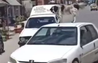 Συνελήφθη ο άνδρας που έκανε βόλτες με τον σκύλο του στην οροφή του αυτοκινήτου