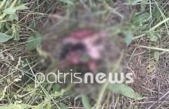 Ηλεία: Άνδρας σκότωσε εννέα κουτάβια με χορτοκοπτικό