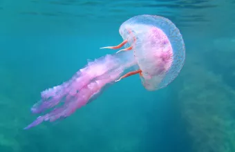 «Καμπανάκι» επιστημόνων για τις μωβ μέδουσες:  Σε ποιες περιοχές παρατηρείται έξαρση- Πώς να προστατευτούμε	