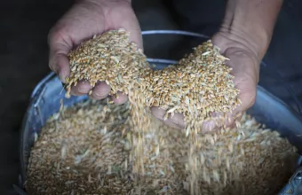 Σιτάρι - Ουκρανία 