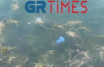 Γαλάζιες μέδουσες στα ρηχά των νερών του Θερμαϊκού