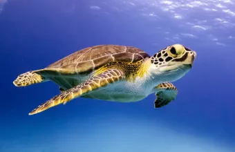 O Μάριος είναι έτοιμος να κάνει τη δουλειά του αν χρειαστεί