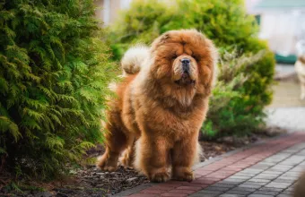 Σκύλος τσόου-τσόου