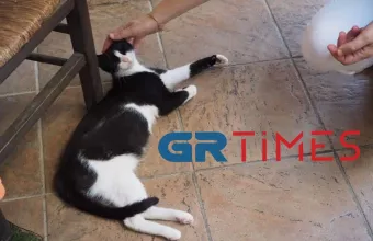 Γάτα στην Αιδηψό