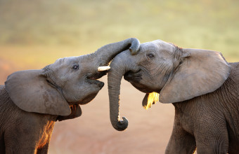 Ο πρόεδρος Μασίσι απειλεί να στείλει στη Γερμανία... 20.000 ελέφαντες