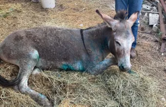 Το γαϊδουράκι που κακοποιήθηκε στη Ζίτσα Ιωαννίνων 