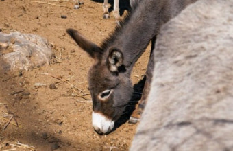 Κακοποίηση γαϊδάρου στη Ζίτσα: Επιβολή αυστηρών κυρώσεων στους παραβάτες διατάξεων περί ευζωίας ιπποειδών