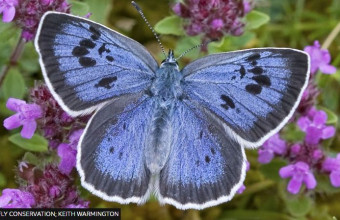 Επιστήμονες «σώζουν» είδος πεταλούδας που κινδύνευε με εξαφάνιση