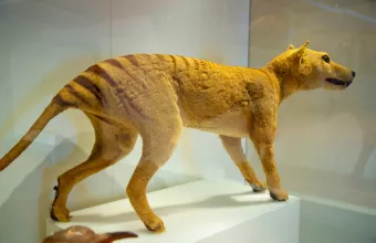 To Jurassic Park είναι εδώ: Επιστήμονες ελπίζουν να φέρουν ξανά στη ζωή την τίγρη της Τασμανίας 