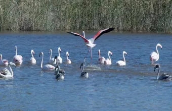 Φλαμίνγκο: Εντυπωσιακές φωτογραφίες των σπάνιων πτηνών στην Εύβοια