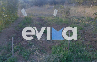 Αγριογούρουνα έχουν ρημάξει περιβόλια σε περιοχές του Δήμου Κύμης Αλιβερίου