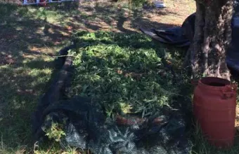 Χασίς- Καλαμάτα