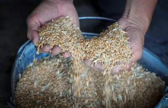 Ρωσία σιτηρά