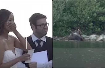 Αρκούδα Γάμος 
