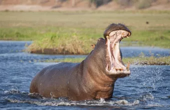 Ιπποπόταμος στο νερό