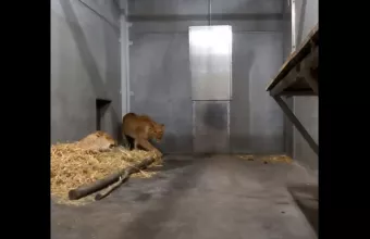 Λέαινες από Ουκρανία