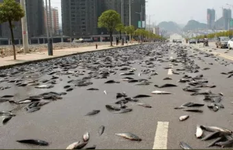 Αυστραλία-ψαρια