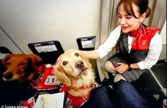 Οι σκύλοι διασώστες του φονικού σεισμού στην Τουρκία επιστρέφουν σπίτι στην... πρώτη θεση