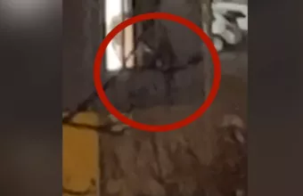 Βίντεο πυροβολισμοί Αμβούργο