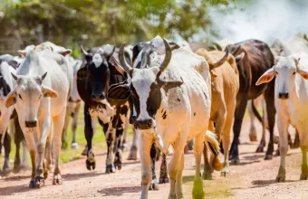 Bόειο κρέας