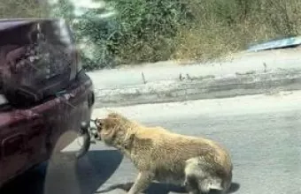 Ζάκυνθος: Ελεύθερος ο 75χρονος που έσερνε σκυλί με αμάξι
