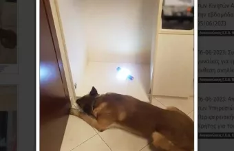 σκυλος, κοκαινη