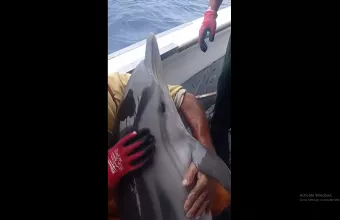 DELFINI