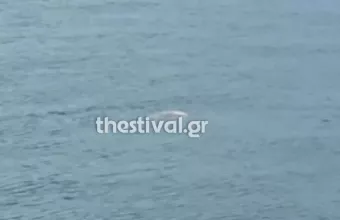 Χέλωνα