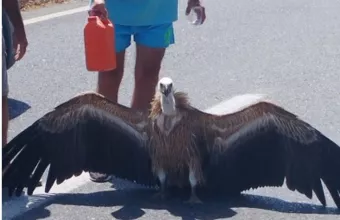 γύπας